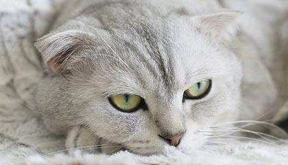 主持人在中午时分遭遇秘闻心跳,pixiv全网炸锅,详情发现